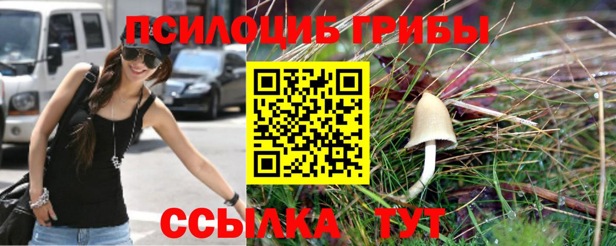 Галлюциногенные грибы Psilocybe Долгопрудный